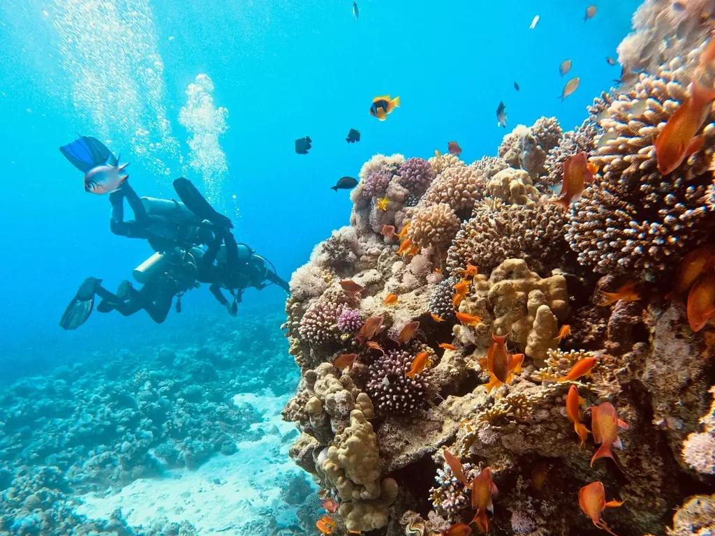 Aqaba coral reef diving Red Sea