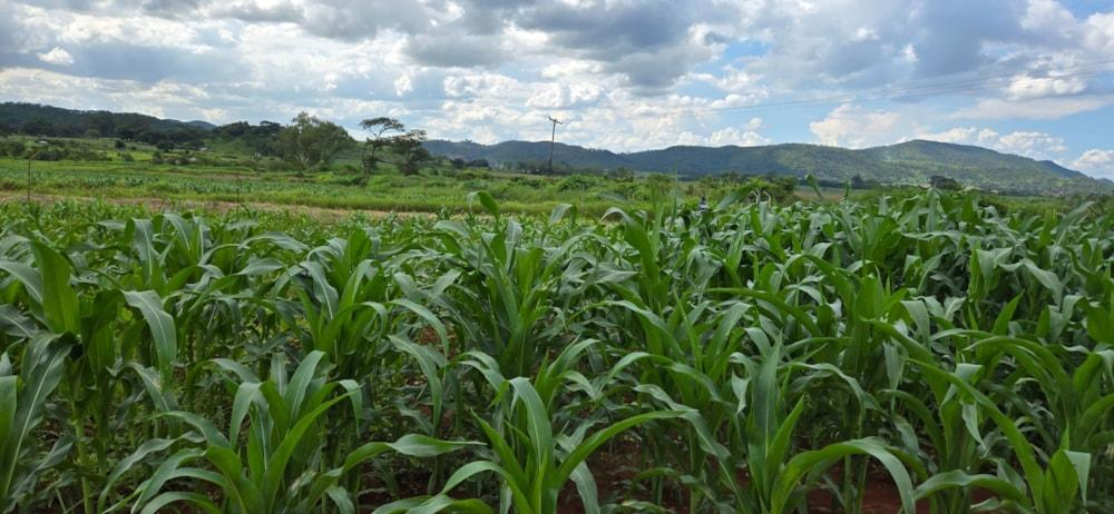 Rural agricultural landscape in Zimbabwe.