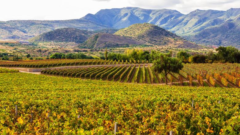 Vineyards and valleys surrounding Tarija Bolivia.