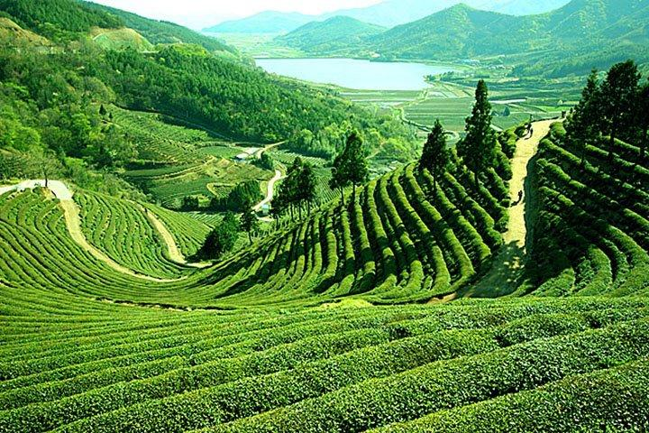 Tea gardens in Sylhet